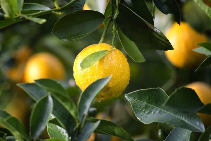6 Tips Merawat Pohon Lemon agar Sehat dan Berbuah Banyak