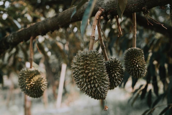 4 Cara Mengusir Hama dari Pohon Durian, Hama Penggerek Buah Hilang!