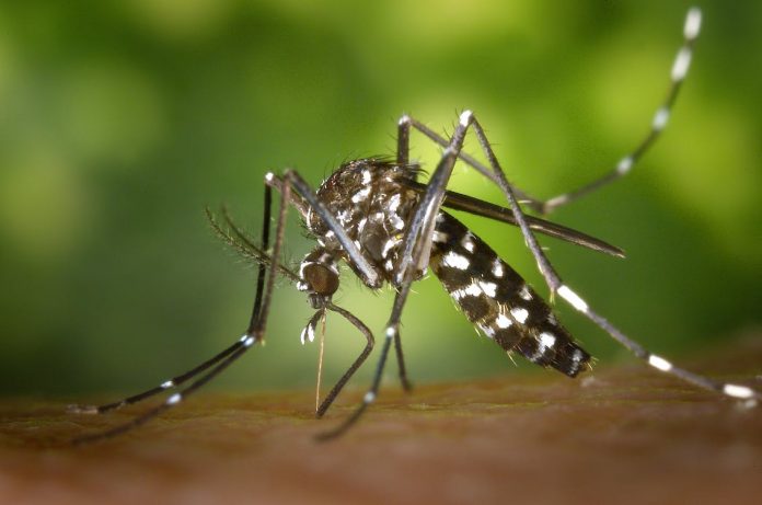 6 Alasan Mengapa Orang Sering Digigit Nyamuk, Salah Satunya Punya Golongan Darah Tertentu