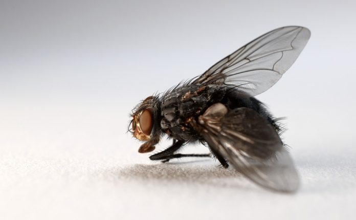 5 Cara Mengusir Lalat dengan Bahan di Dapur