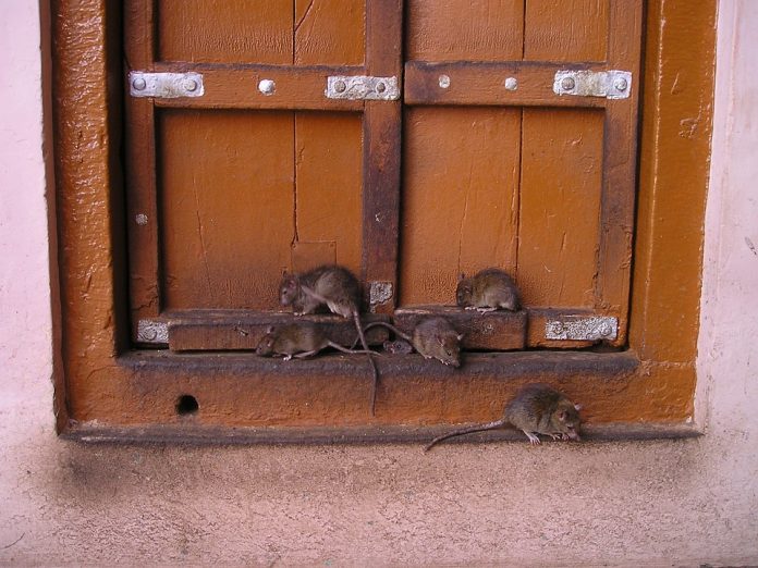 5 Cara Mengusir Tikus yang Praktis dengan Bahan Alami