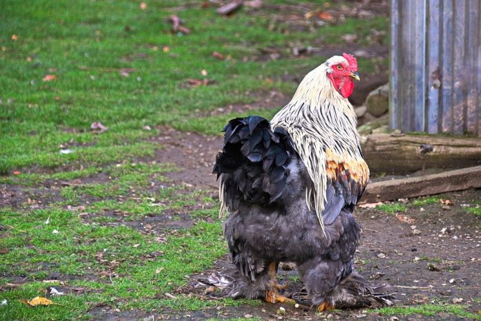 Alasan Tidak Perlu Takut Makan Ayam dan Telur Saat Flu Burung Muncul, Ini Kata Ahli